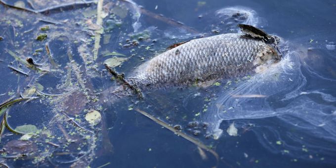 «An einigen Stellen der Bucht gibt es im Moment kein Leben mehr, unsere Fische sind durch Sauerstoffmangel gestorben.» (Archivbild) «An einigen Stellen der Bucht gibt es im Moment kein Leben mehr, unsere Fische sind durch Sauerstoffmangel gestorben.» (Archivbild)