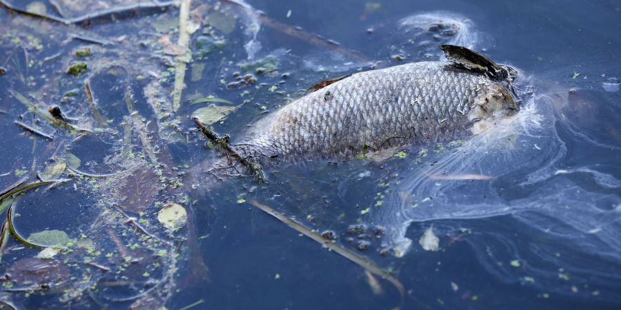 «An einigen Stellen der Bucht gibt es im Moment kein Leben mehr, unsere Fische sind durch Sauerstoffmangel gestorben.» (Archivbild)