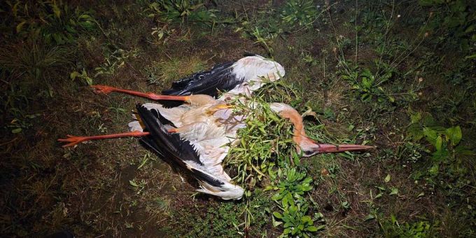 Der Storch liegt am Boden. Vom Blitz getroffen. Ein Storch