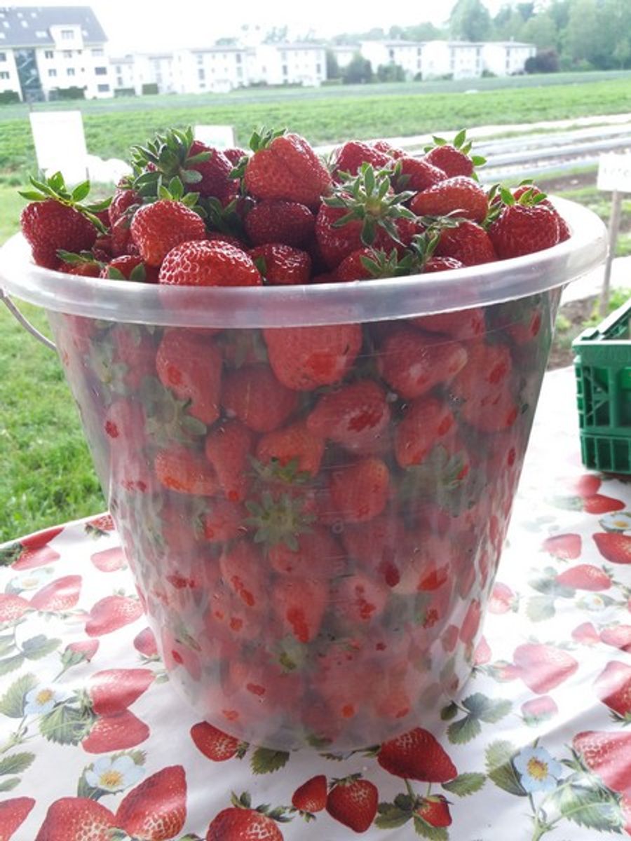 Selbst gepflückte Erdbeeren schmecken am besten – konsumieren sollte man sie aber nach dem Bezahlen.