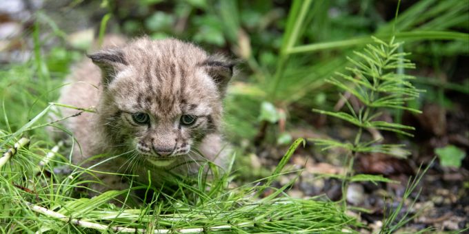 Jungtiere haben auch die Luchse. Tierpark Bern