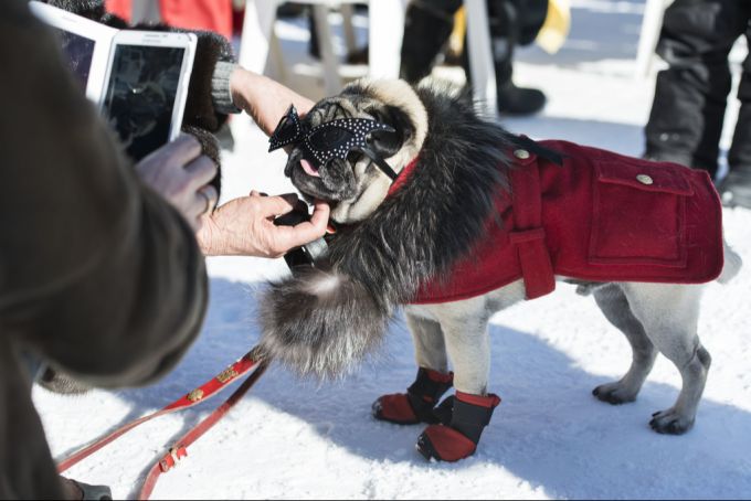 «Wenn man Hunde-Brillen den Hunden ohne Notwendigkeit aufsetzt, macht man es zum Spass und vermenschlicht das Tier», warnt auch Yasmine Wenk von «Vier Pfoten». Hund Sonnenbrille