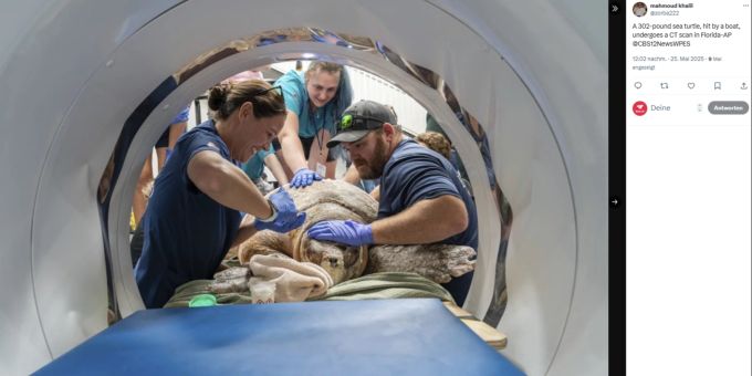Nach einem Boots-Unfall wird eine Karettschildkröte in Florida in einem Pferde-Scangerät untersucht. Schildkröte