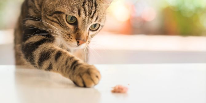 katzen gesundheit ernährung