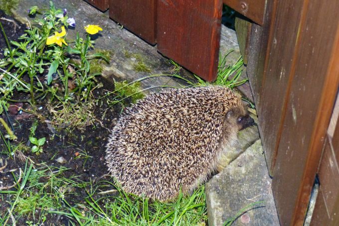 Ein einfacher Durchlass im Gartenzaun reicht oft aus, um Igeln zu helfen. Verein pro Igel