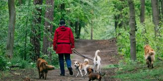 Symptome - Eichenprozessionsspinner kann für Hunde gefährlich werden