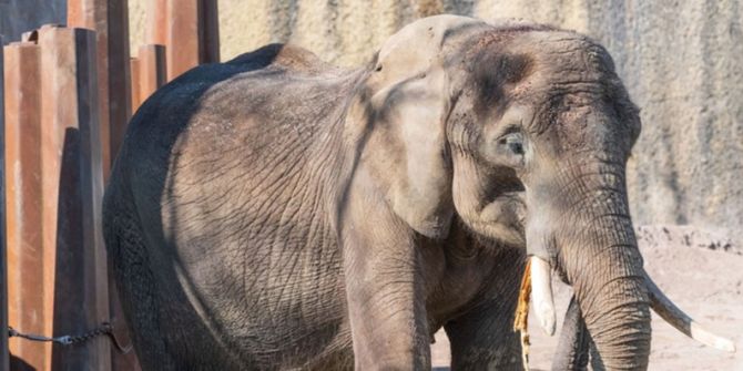 Zoo Basel Elefant