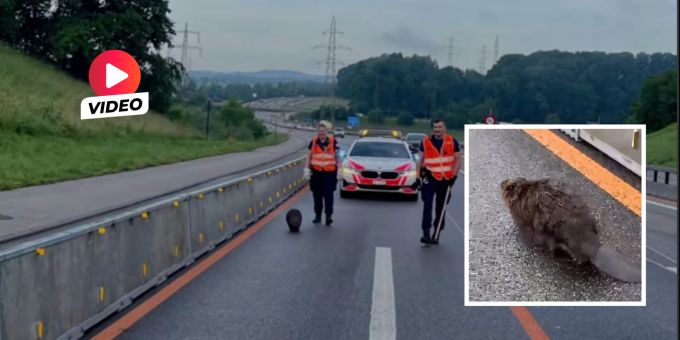 A1 in Solothurn - Polizei eskortiert Biber auf Autobahn