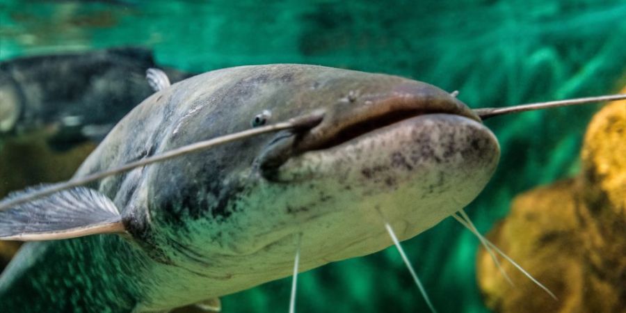 Studien zeigen, dass Lärm bei Fischen zu Stressreaktionen führen kann. (Symbolbild)