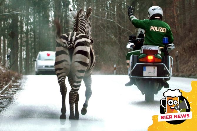 Zebras Polizei Flucht geflohen