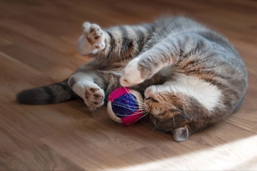 Katze spielt