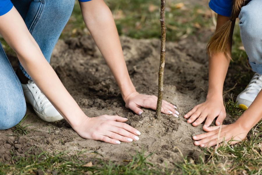 Zwei Personen pflanzen einen Baum