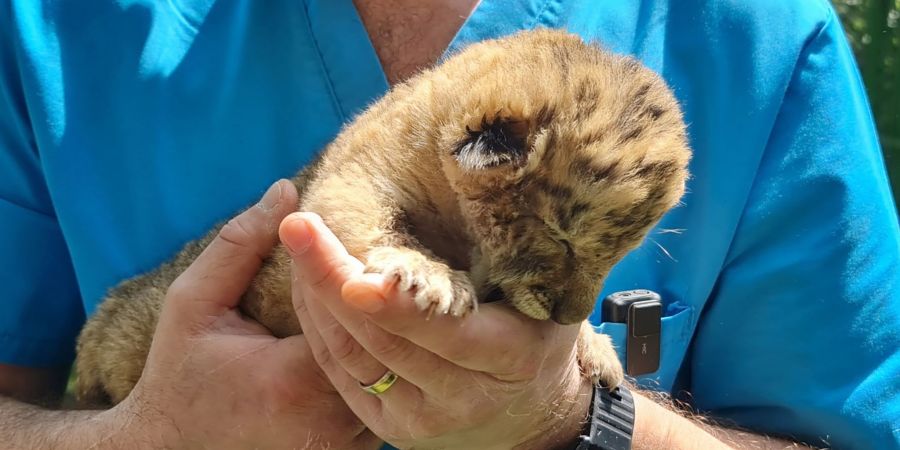 Liger-Baby