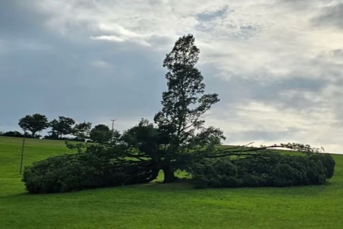Wintersingen BL Eiche