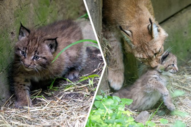 Tierpark Goldau Luchse