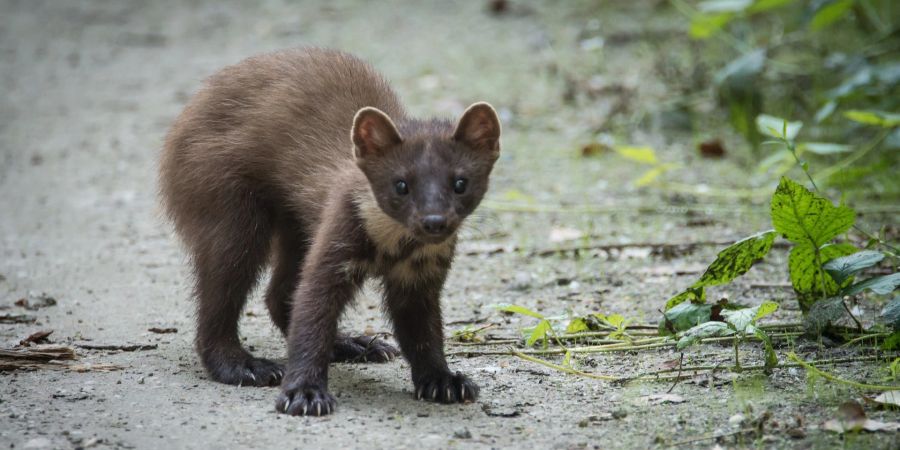 Marder in Wildnis