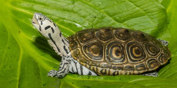 Diamantschildkröte Blatt Hals nach oben gereckt