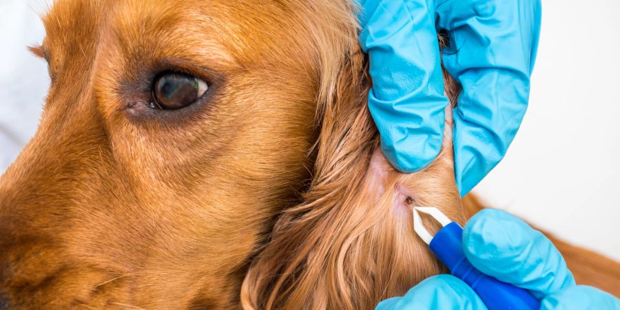 Manchmal ist ein Besuch beim Tierarzt erforderlich, wenn Hunde von Zecken befallen werden.