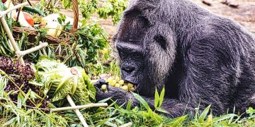 Gorilla Fatou
