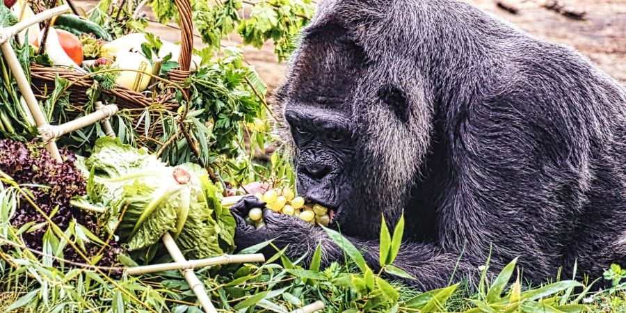 Gorilla Fatou feiert ihren 67. Geburtstag im Zoo Berlin.