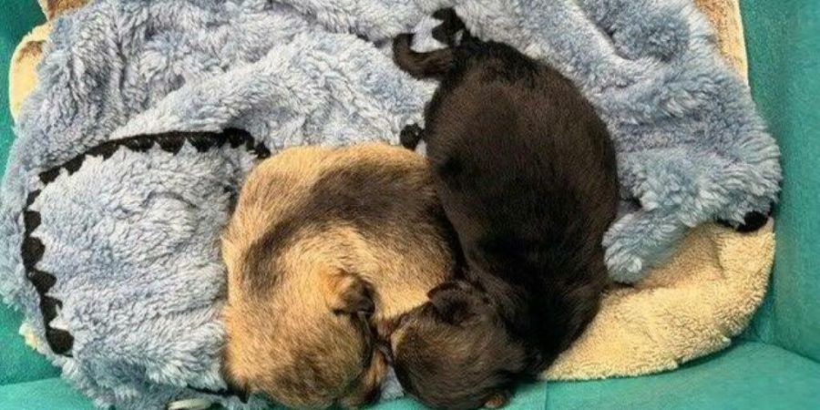 Diese zwei weiblichen Hundewelpen hatte die Frau illegal in die Schweiz gebracht.