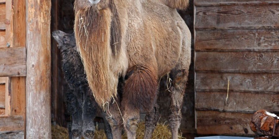 Die Kamele des Zoos Zürich ziehen bald ins Thurgau. (Archivbild)