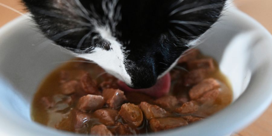 Die Katzen erhielten gemäss der Staatsanwaltschaft zu wenig zu fressen und waren mager. (Symbolbild)