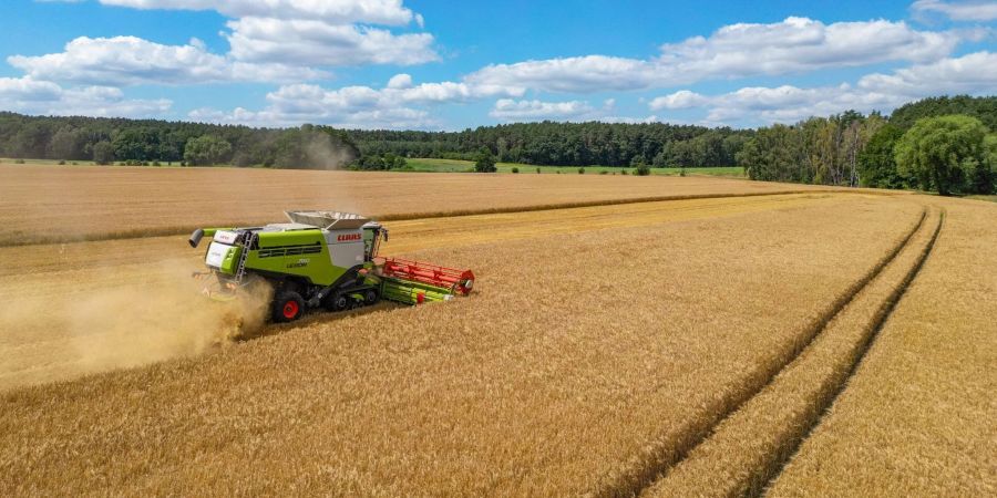 Ein Landwirt erntet mit seinem Mähdrescher Gerste auf einem Feld in Ostbrandenburg.