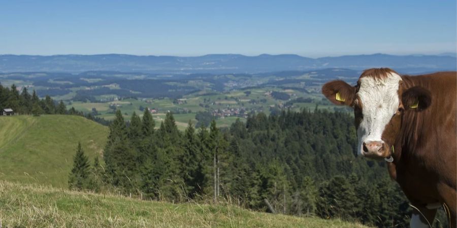 Weissenstein