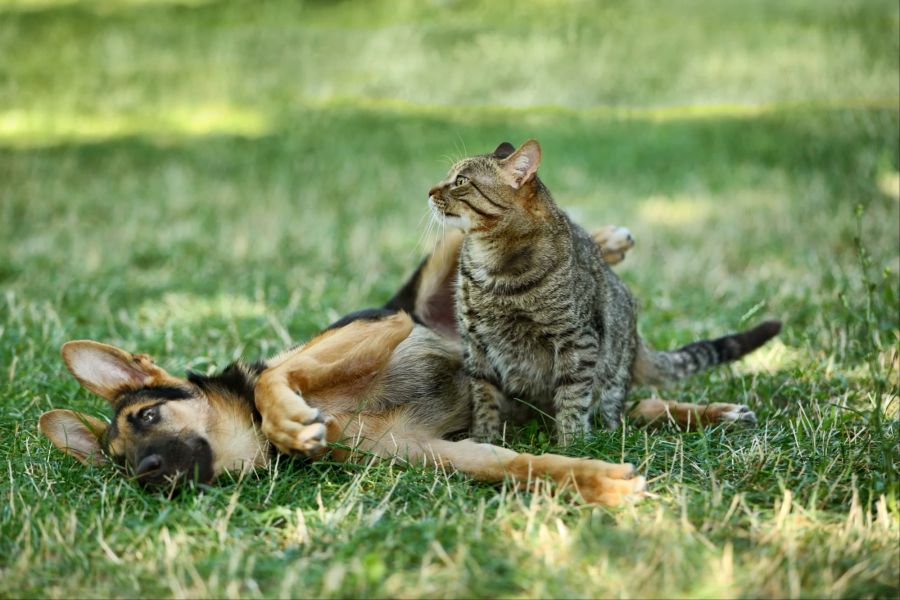 Hund und Katze im Freien