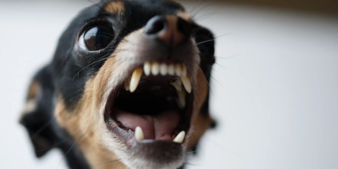 Nahaufnahme wütender kleiner schwarzer Hund.