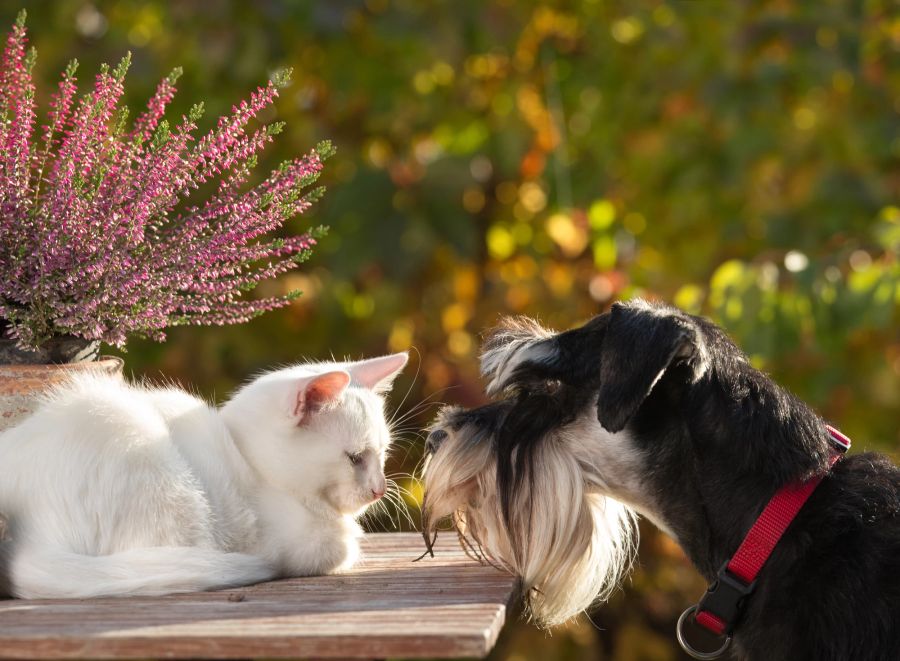 Katze, Hund