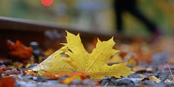 Oktober Abgefallenes Blatt