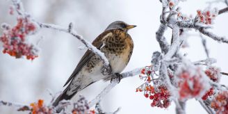 Tierschutz - Soll man Vögel im Winter füttern? Tierschutz - Soll man Vögel im Winter füttern?