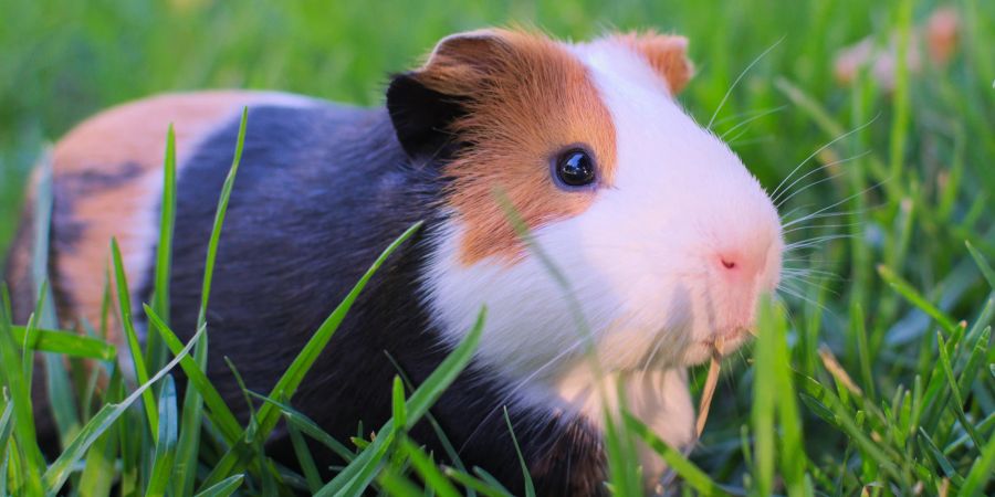 Meerschweinchen im Gras