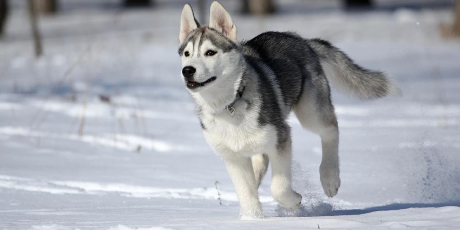 Siberian Husky