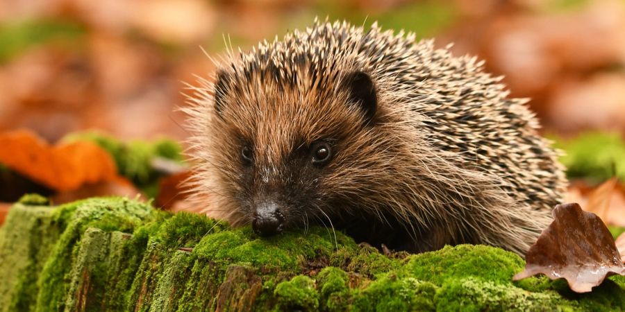 Igel Tierschutz Herbst