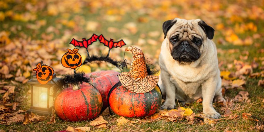 Mops Halloween Tierschutz