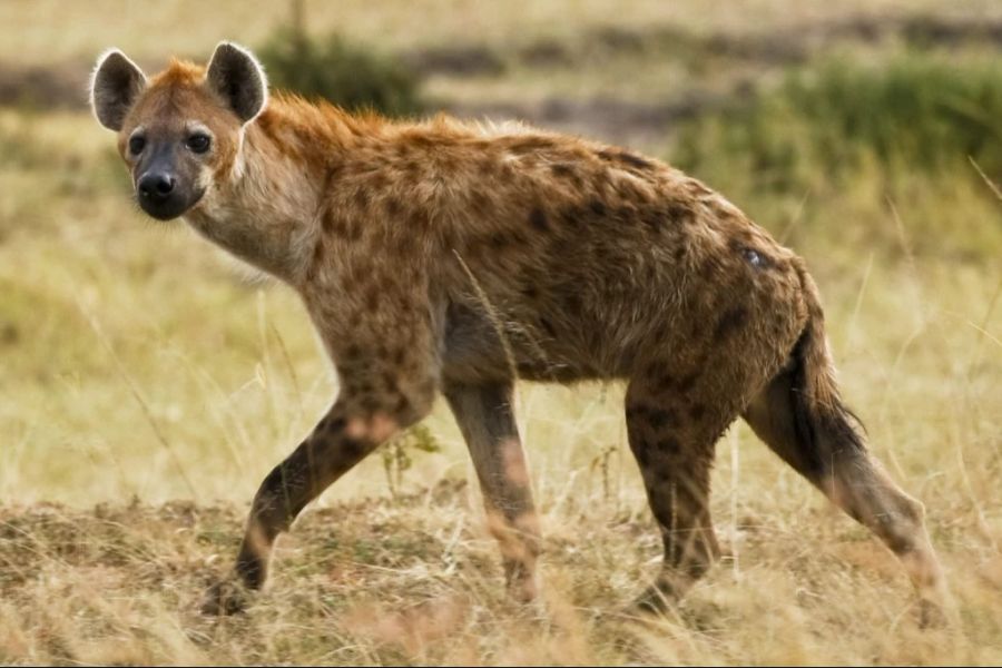 95 Prozent der Tiere zeigten viel stärkere Angstreaktionen bei Menschenstimmen als bei Löwengebrüll. (Symbolbild)