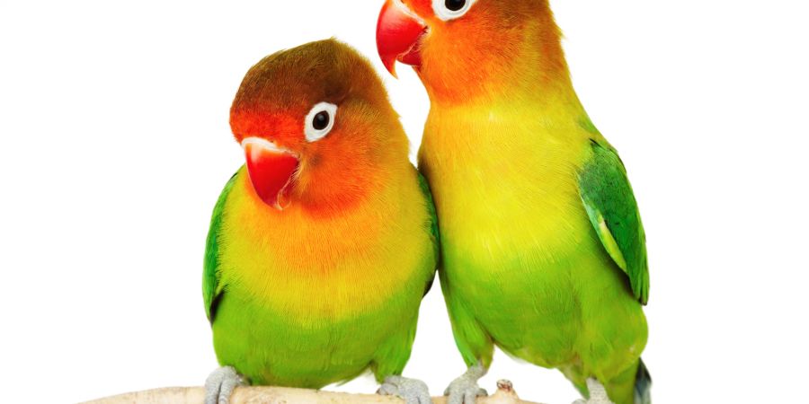 lovebird