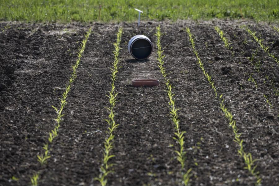 Boden Fruchtbarkeit Düngen Landwirtschaft