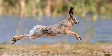 Hase