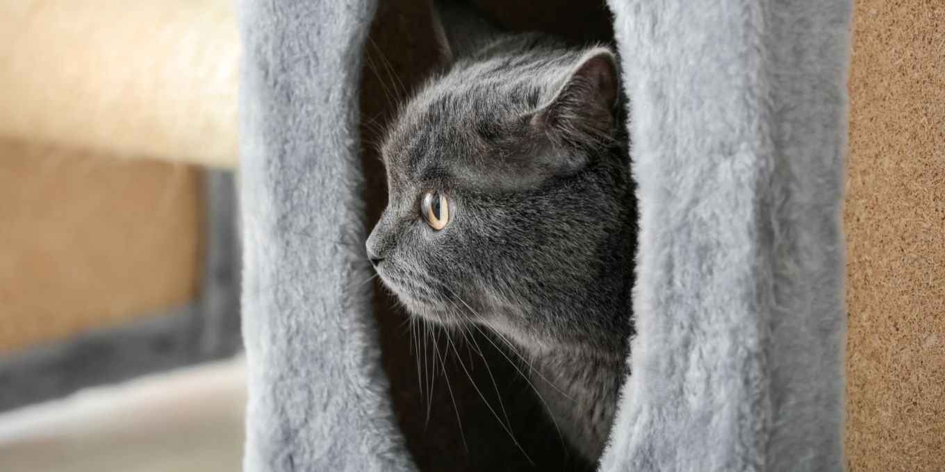 Erste Nacht mit der Katze Tipps für die Eingewöhnung Nau Tiere