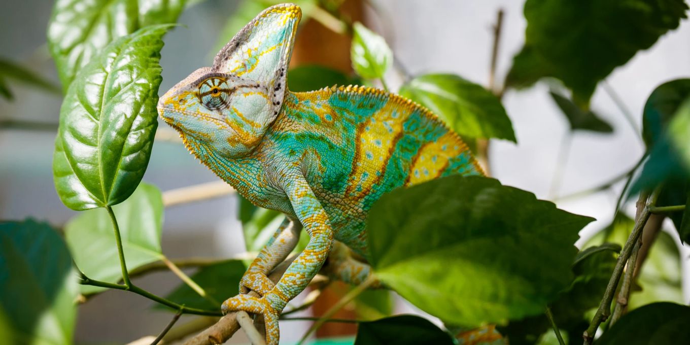 Diese 5 Krankheiten können Reptilien auf Menschen übertragen | Nau Tiere