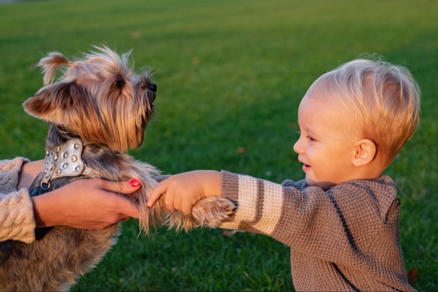 Hund, Kind, Baby, Miteinander