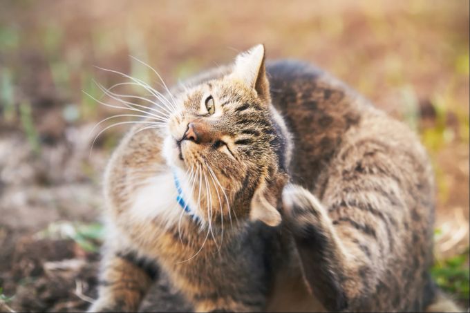 Neben dem Kratzen am Ohr kann auch Kopfschütteln ein Hinweis auf eine Infektion sein. Katze, Ohr, Kratzen, Ohrmilben