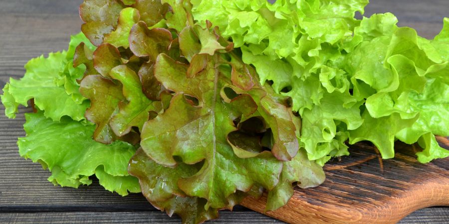 Eigenen Salat anzupflanzen ist ganz einfach und benötigt nicht viel Equipment.