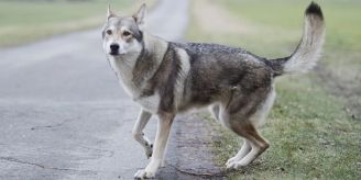 Emmental - Hund beisst Tierärztin schwer - und wird eingeschläfert Emmental - Hund beisst Tierärztin schwer - und wird eingeschläfert