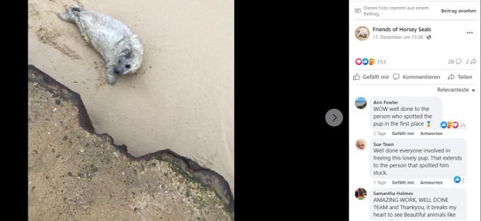 Ein Foto der kleinen Robbe, nachdem sie gerettet wurde. Babyrobbe gerettet
