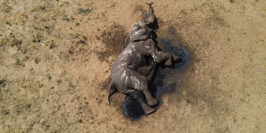 Ein toter Elefant im Hwange-Nationalpark in Simbabwe.